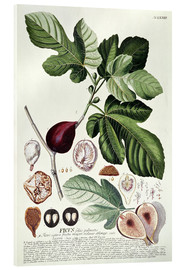 Akryylilasitaulu  Fig (Ficus) - Georg Dionysius Ehret