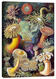 Canvas-taulu  Actiniae - Ernst Haeckel