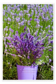 Juliste Lavender in metal bucket