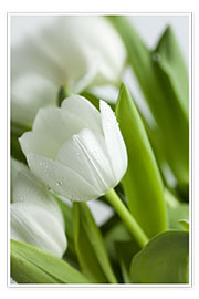Juliste White Tulips 02