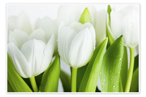 Juliste White Tulips 04