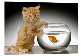 Akryylilasitaulu  Ginger cat and fishbowl - Greg Cuddiford
