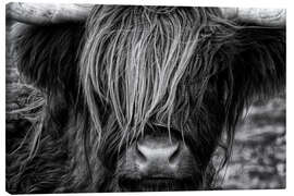 Canvas-taulu  Scottish Highland Cattle - Martina Cross