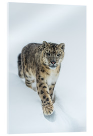 Akryylilasitaulu  Snow Leopard in deep snow - Ingo Gerlach