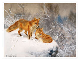 Juliste Two foxes in a winter landscape