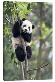 Canvas-taulu  Panda on a tree - Tony Camacho