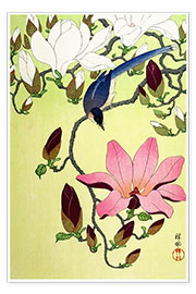 Juliste Magpie with Pink and White Magnolia Blossoms