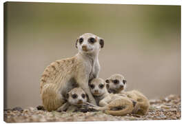Canvas-taulu  Meerkat family in Namibia - Paul Souders