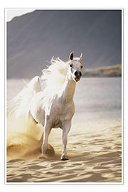 Juliste White horse in the morning light