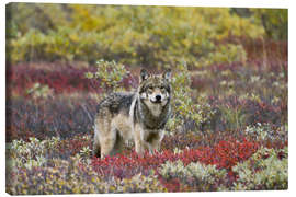 Canvas-taulu  Gray Wolf in the tundra - Gary Schultz