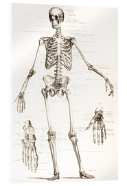 Akryylilasitaulu  The Human Skeleton - Wunderkammer Collection