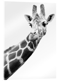 Akryylilasitaulu  Giraffe in black and white - Darren Greenwood