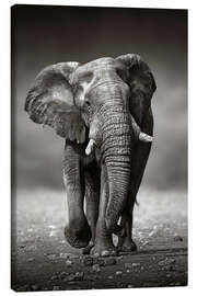 Canvas-taulu  Elephant bull approaching - Johan Swanepoel