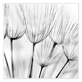 Juliste Black and white dandelion