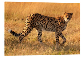 Akryylilasitaulu  Cheetah looking for its prey