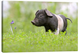 Canvas-taulu  Little Baby Pig - WildlifePhotography