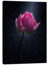 Canvas-taulu  Lotus flower in the rain