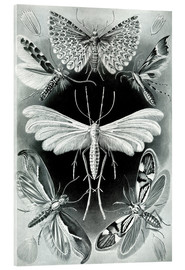 Akryylilasitaulu  Plate of moths - Ernst Haeckel