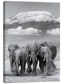 Canvas-taulu  Elephant herd at Kilimanjaro