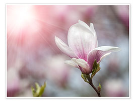 Juliste Magnolia flower in sunlight