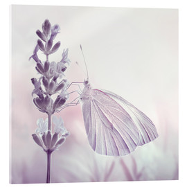 Akryylilasitaulu  Butterfly - Atteloi