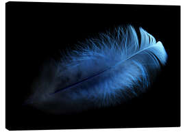 Canvas-taulu  blue feather