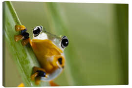 Canvas-taulu  Frog in Orange