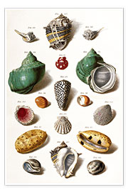 Juliste Various seashells
