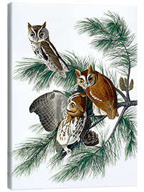 Canvas-taulu  Three owls - John James Audubon