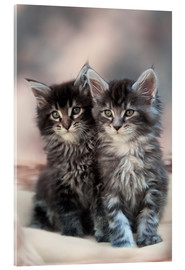 Akryylilasitaulu  Maine Coon Kittens 3 - Heidi Bollich