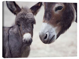 Canvas-taulu  Baby donkey