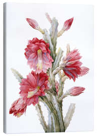 Canvas-taulu  A Flowering Cactus, Heliocereus Speciosus - Pierre Joseph Redouté