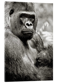 Akryylilasitaulu  Lowland Gorilla