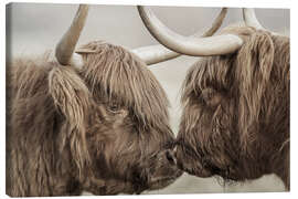 Canvas-taulu  Two Scottish highland cattle