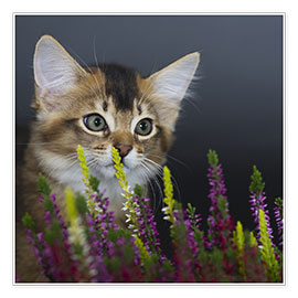Juliste  Somali Kitten 3 - Heidi Bollich