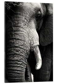 Akryylilasitaulu  Elephant in the portrait - Johan Swanepoel