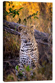 Canvas-taulu  Attentive Leopard - Jones & Shimlock