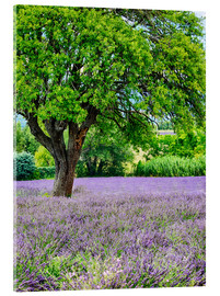 Akryylilasitaulu  Lavender field in Provence - Terry Eggers