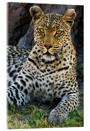 Akryylilasitaulu  Leopard resting in the shade - Sergio Pitamitz