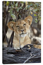 Canvas-taulu  Lion cub chews on twig - James Hager