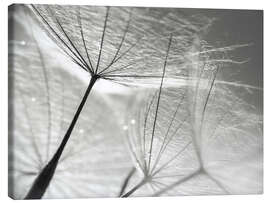 Canvas-taulu  Dandelion Umbrella in black and white - Julia Delgado