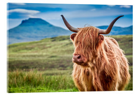 Akryylilasitaulu  Highland cattle, Scotland - Art Couture